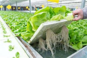 智能温室大棚在水培农业种植中的应用​